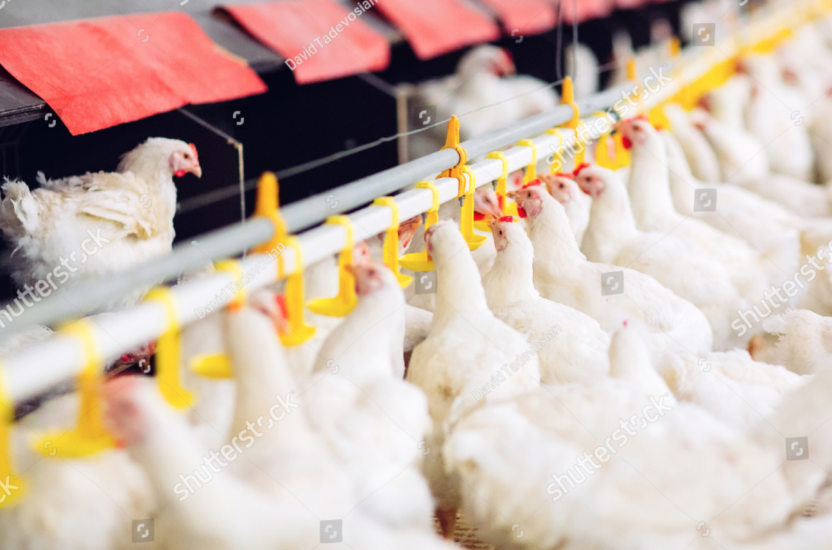 Cleaning Water Lines Proxy Clean AHPD